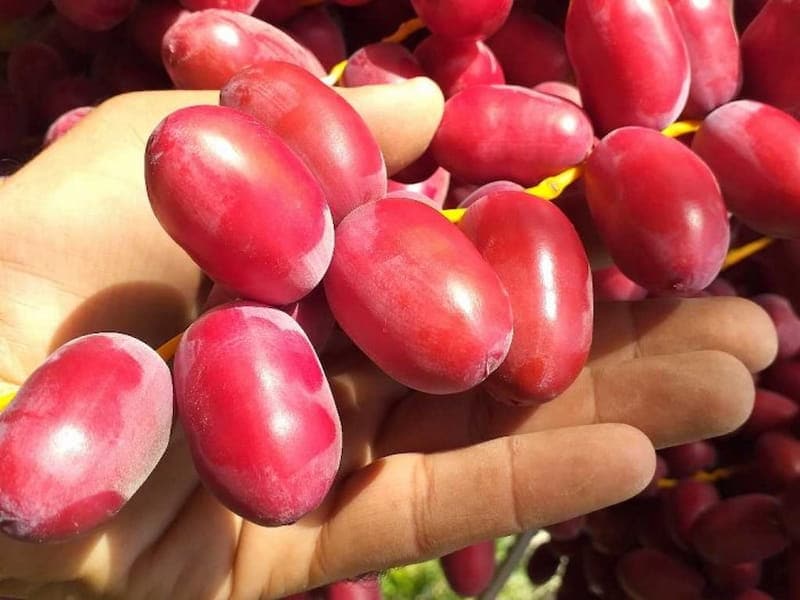 https://shp.aradbranding.com/قیمت خرمای نارس قرمز با کیفیت ارزان + خرید عمده